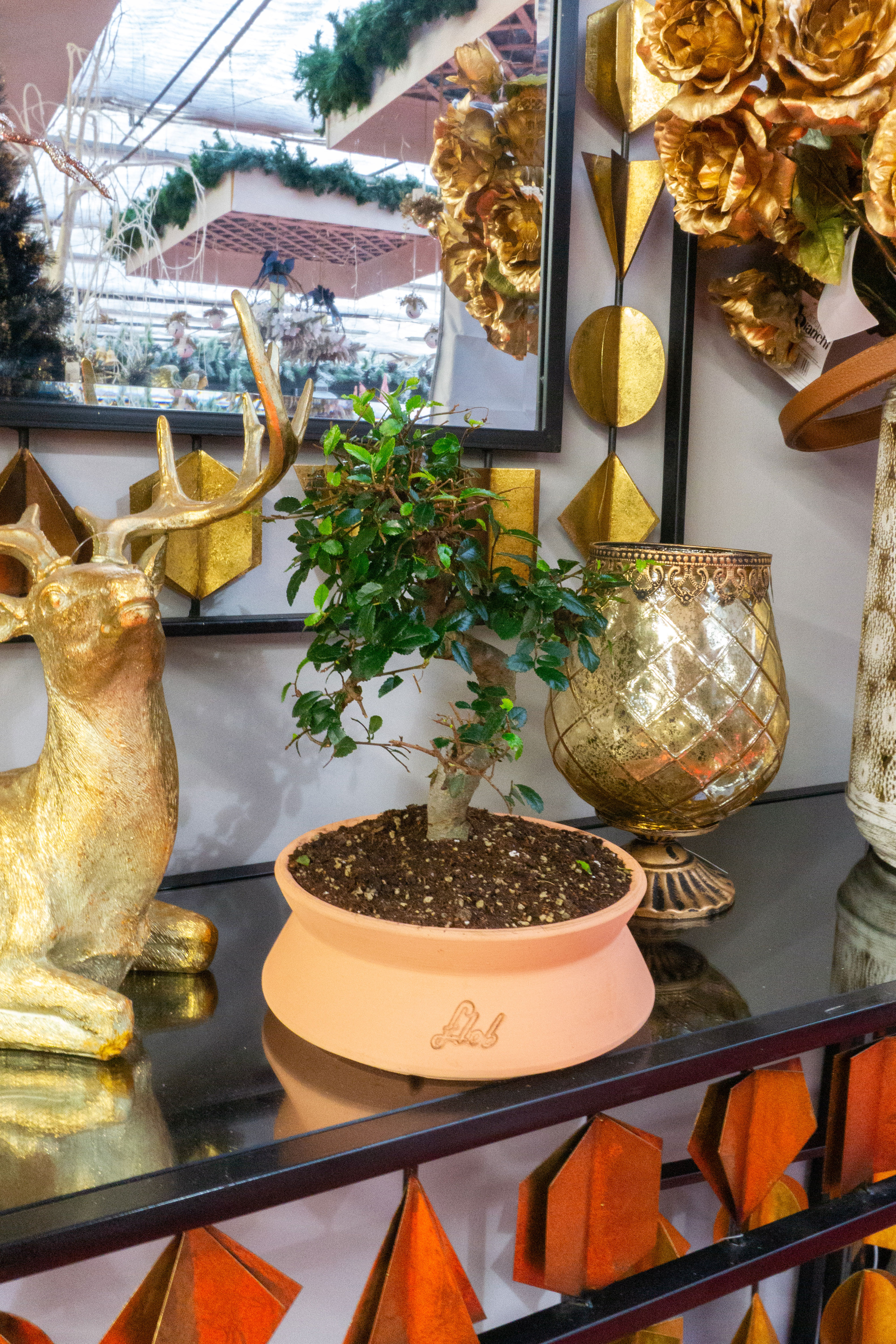 Bonsai olmo zelkova  s con vaso salmone flob